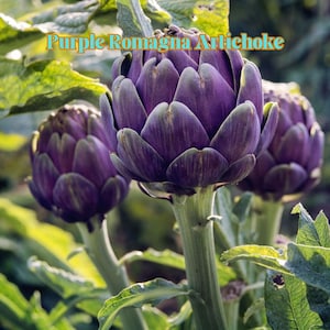 May include: Close-up of three purple Romagna artichokes. The artichokes have a deep purple hue with green tips on the leaves. The text "Purple Romagna Artichoke" is displayed at the top of the image.