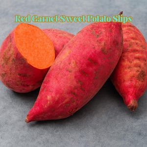 May include: Several Red Garnet sweet potatoes, one cut open to reveal bright orange flesh. The potatoes have reddish-purple skin with some brown spots. The text "Red Garnet Sweet Potato Slips" is at the top of the image.