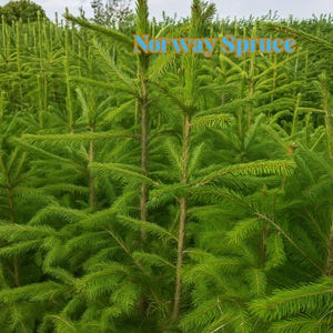 May include: A vibrant image of Norway Spruce trees, showcasing their lush green needles and slender trunks. The text "Norway Spruce" is displayed in a light blue color across the top of the image. The trees are densely packed, creating a forest-like scene.