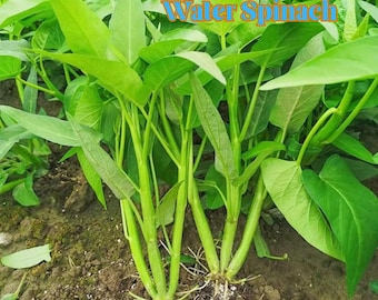 120 Organic Water Spinach Seeds: Heirloom Kong Xin Cai - Asian Greens