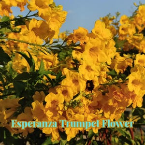 May include: A vibrant image of a cluster of bright yellow Esperanza Trumpet Flowers in full bloom. The flowers have a trumpet shape and are set against a backdrop of green leaves and a clear blue sky. The text "Esperanza Trumpet Flower" is displayed at the bottom.