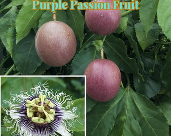 15 Purple Passion Fruit Seeds, Vine Passiflora edulis Flower, Non GMO, Edible Fruit