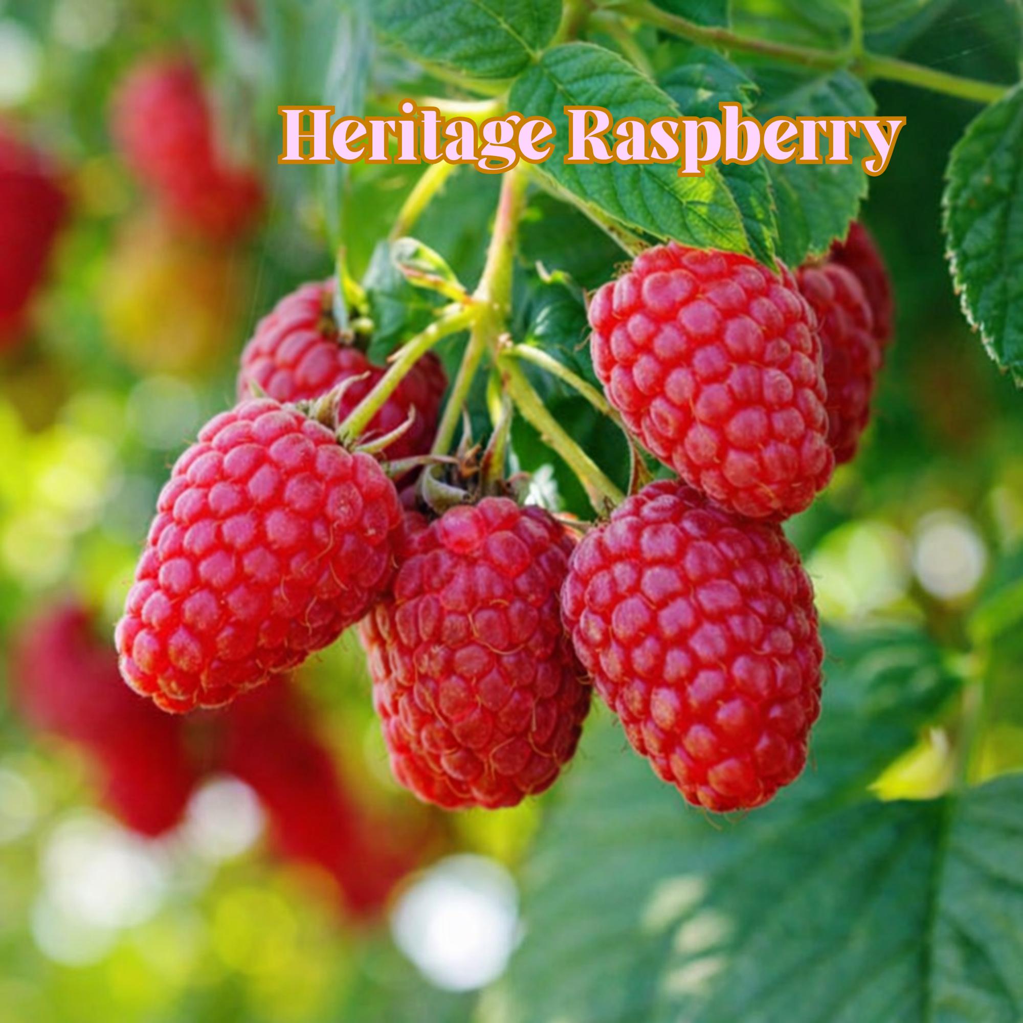 Gmo Raspberries Heritage Raspberry Live Starter Plant, Everbearing Red Berry Bush, Non ...
