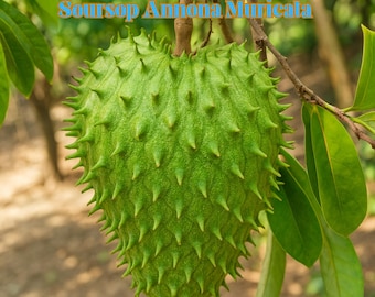 10 Soursop Seeds, Annona Muricata, Graviola Tropical Fruit Tree, Fresh & Non-GMO