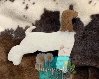 Cabra de exhibición freshie