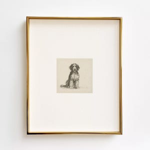 Bernedoodle Dog Sketch Edition .02