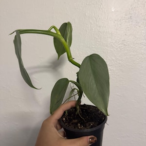 philodendron silver sword Rare