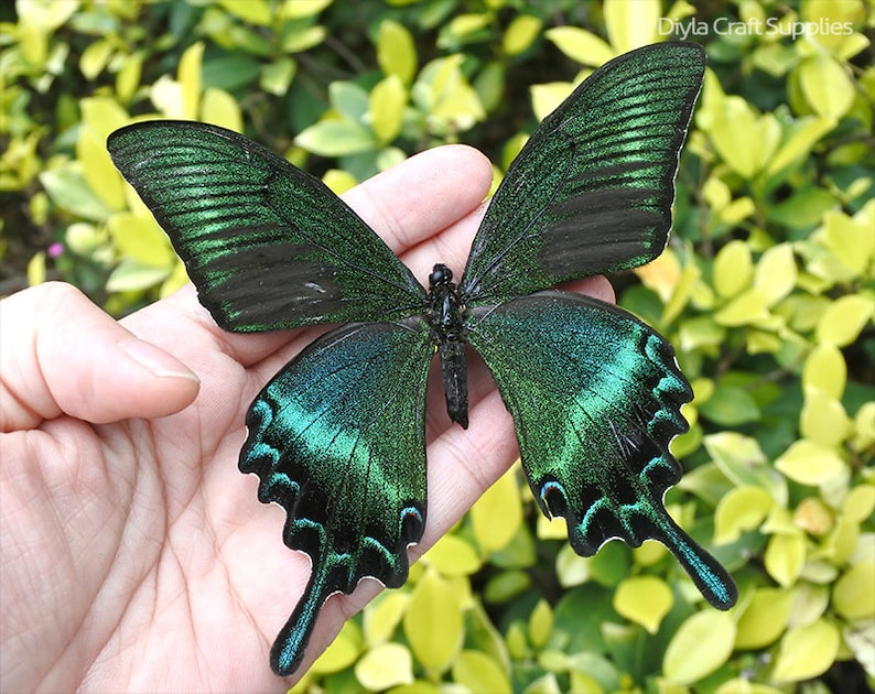 Real Butterfly Spread Butterfly Authentic Butterfly Nature Etsy Australia