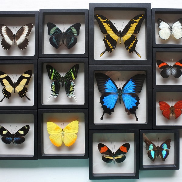 Beau vrai papillon personnalisé dans un cadre flottant 3D, papillon original dans un cadre, spécimen de papillon, cadeau personnalisé gravé