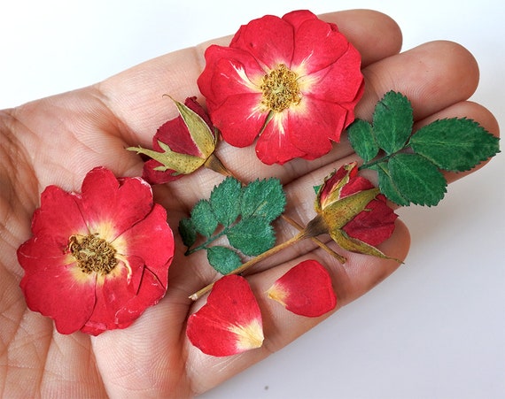 Real Dried Pressed Flowers Rose Buds and Rose Leaves for - Etsy
