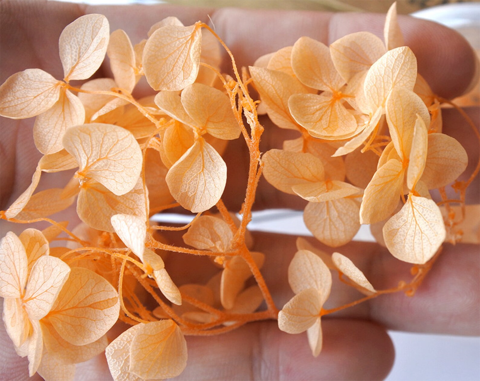 Dried Hydrangeas Purplereal Pink Dried Flowers for Hollow Etsy