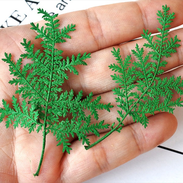 6  pieces  Fern Leaf  Clover  Pressed flowers for resin natural green Fern  Leaves  for jewelry for necklace  Vacuum  package, Nail stickers