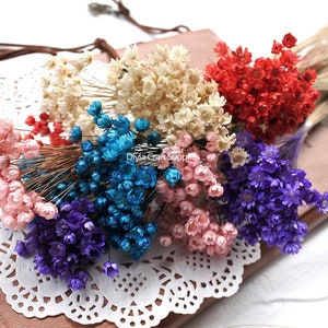 100 Stück Mini Sterne Gänseblümchen, echte Blumen natürliche Trockenblumen weiß rosa Blumen für Filler der Glasflaschen, Decor Floral Decor