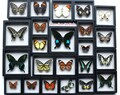 Real Butterfly 3D Floating Frame with Support Base ,Original Butterfly in Frame custom gift,Butterfly Specimen，Personalised Engraved product logo
