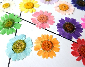 May include: Assortment of pressed flowers in various colors, including green, blue, pink, purple, orange, and red. The flowers are arranged in a circular pattern on a white surface.