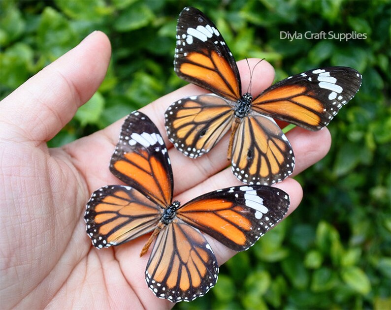 Real Butterfly Spread Butterfly Authentic Butterfly Nature Etsy