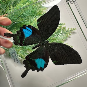 Nature Butterfly in Frame  ,papilio paris butterfly in a Transparent  box With a Label,  , Artistic Wall Decor, Insect Collectible BTB04