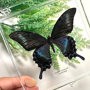 Nature Butterfly in Frame  ,papilio maackii butterfly in a Transparent  box With a Label,  , Artistic Wall Decor, Insect Collectible BTB03