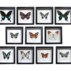 Echter Schmetterling gerahmt, Schmetterling in 15 cm Holzrahmen, Schmetterlingsmuster, Schmetterlingsschablone, personalisiertes graviertes kundenspezifisches Geschenk