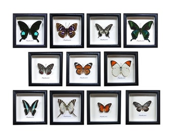 Real Butterfly framed,butterfly in 15cm wood Frame,Butterfly Specimen,Butterfly Taxidermy,Personalised Engraved custom gift