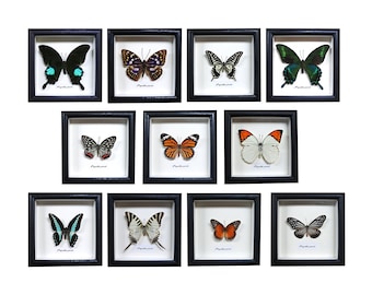 Real Butterfly framed,butterfly in 15cm wood Frame,Butterfly Specimen,Butterfly Taxidermy,Personalised Engraved custom gift