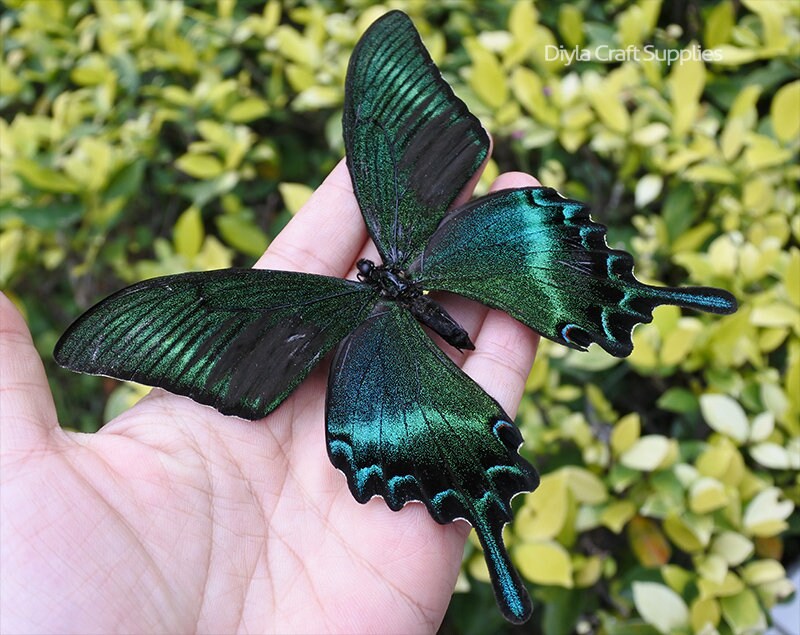 Real Butterfly Spread Butterfly Authentic Butterfly Nature Etsy