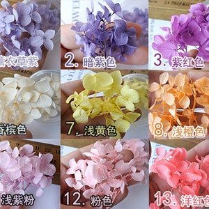 Peut inclure: Fleurs d'hortensias séchées dans différentes couleurs, notamment la lavande, le violet, le jaune, l'orange, le rose et le rouge. Les fleurs sont disposées dans de petits pots en verre et sont étiquetées avec leurs couleurs correspondantes en caractères chinois.