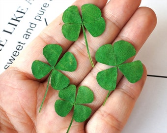 12 tréboles de cuatro hojas prensados, hojas verdes naturales, joyería de resina