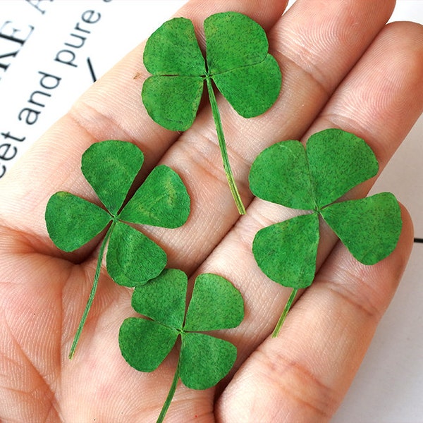 12 pièces Four Leaf Clover Fleurs pressées pour résine feuilles vertes naturelles pour les bijoux pour collier Paquet de vide, Autocollants à ongles