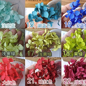 Puede incluir: Flores de hortensia secas en varios colores: azul claro, turquesa, azul real, verde claro, verde amarillento, verde lima, rojo, rojo oscuro y morado. Cada color está etiquetado con un número y caracteres chinos.