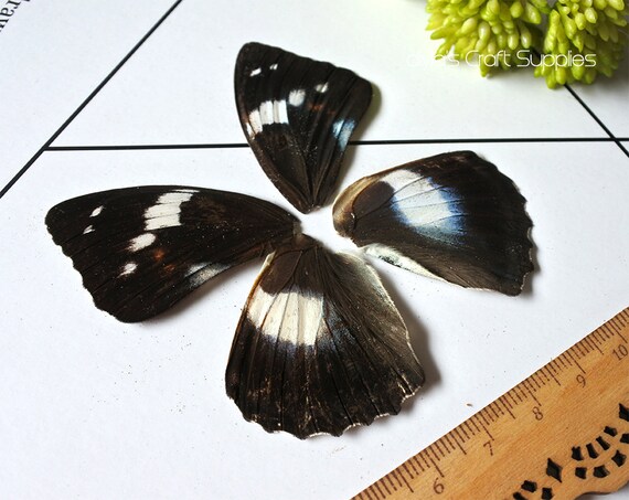 8pcs Real Butterfly Wing Authentic Butterfly Wing Nature Etsy