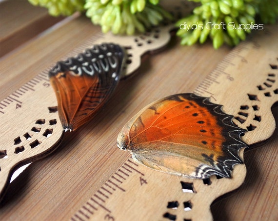 8pcs Real Butterfly Wing Authentic Butterfly Wing Nature Etsy