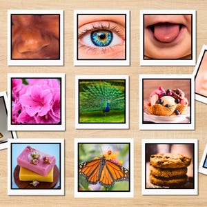 Montessori-sorteeractiviteit met vijf zintuigen | Afdrukbaar knip- en plakspel voor kleuters, kleuters en thuisonderwijs