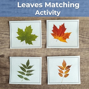 Puede incluir: Un conjunto educativo Leaves Matching Activity que consta de cuatro tarjetas blancas rectangulares con bordes negros. Cada tarjeta muestra una ilustración de hoja diferente: una hoja de arce verde, una hoja de arce rojo anaranjado, una hoja compuesta verde y una hoja compuesta naranja.