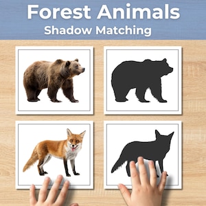 Può includere: Un set educativo Forest Animals Shadow Matching composto da quattro carte quadrate. Due carte mostrano fotografie realistiche a colori di un orso bruno e di una volpe, mentre le altre due carte mostrano le corrispondenti sagome nere.