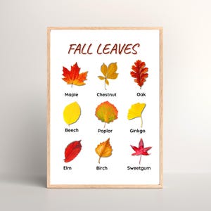 May include: A framed print titled "FALL LEAVES" featuring illustrations of various autumn leaves, including maple, chestnut, oak, beech, poplar, ginkgo, elm, birch, and sweetgum. The leaves are depicted in vibrant fall colors.