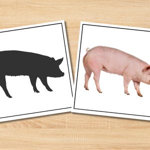 May include: Two images of a pig. One is a black silhouette of a pig, and the other is a color photograph of a pink pig. Both images are on white backgrounds with black borders.