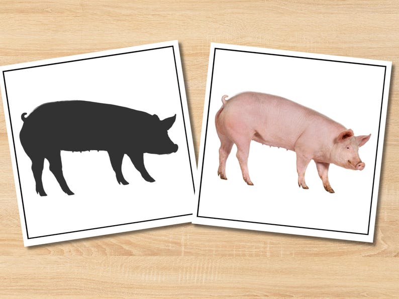 May include: Two images of a pig. One is a black silhouette of a pig, and the other is a color photograph of a pink pig. Both images are on white backgrounds with black borders.