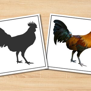May include: Two framed images of a rooster. One is a black silhouette, the other a colorful depiction. The rooster in the second image has red comb and wattle, with orange, brown, and green plumage. The images are on a light wood surface.