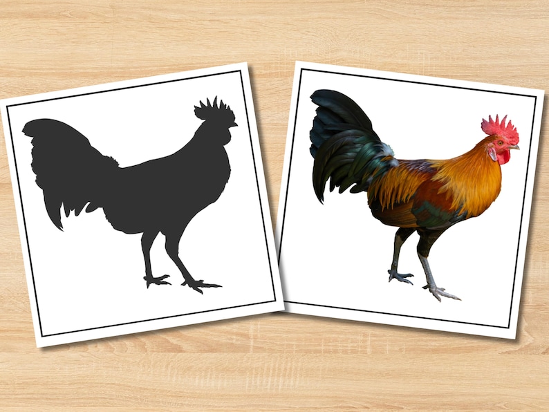 May include: Two framed images of a rooster. One is a black silhouette, the other a colorful depiction. The rooster in the second image has red comb and wattle, with orange, brown, and green plumage. The images are on a light wood surface.