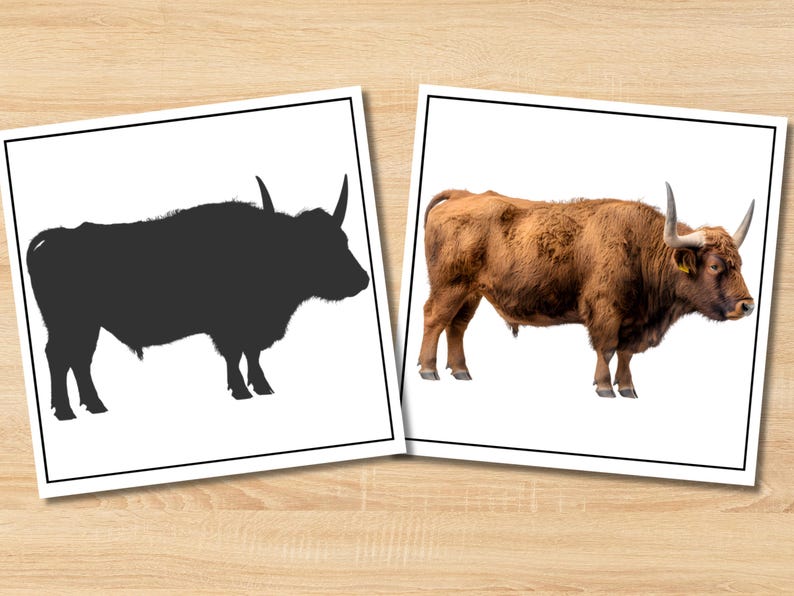 May include: Two framed images of a bull. One is a black silhouette, the other is a brown bull with large horns. The bull is standing, facing right, with a white background.