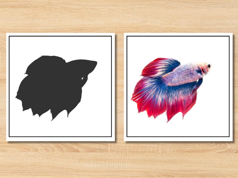 May include: Two square framed prints side by side. The left print features a solid black silhouette of a betta fish. The right print displays a detailed, colorful betta fish with vibrant red, blue, and white scales and long, flowing fins.