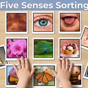 Five Senses Sorting Aktivitätskarten Printable | Montessori Echtbilder für Vorschule & Kindergarten