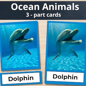 May include: Educational flashcards featuring a dolphin. The cards are blue and white, with the word "Dolphin" printed on a white rectangle. The image shows a dolphin swimming in blue water. The top of the card reads "Ocean Animals 3 - part cards."