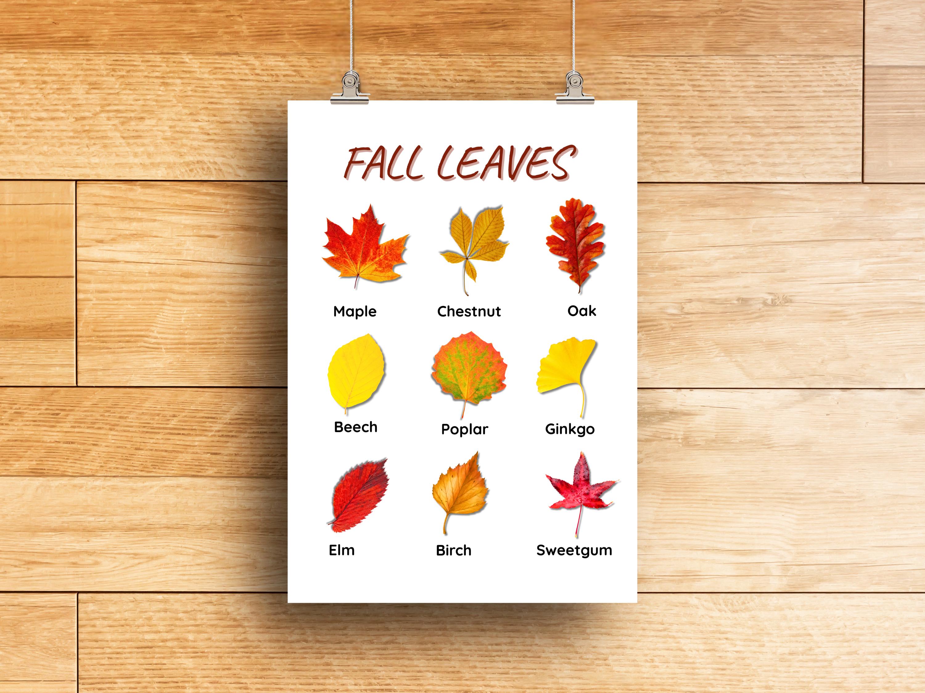 Autumn Leaves Learning Poster | Preschool Fall Leaf Chart Montessori ...