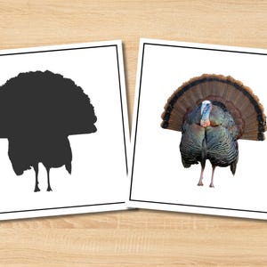 May include: Two framed images of a turkey. One is a black silhouette of a turkey with its tail feathers fanned out. The other is a full-color image of a turkey with brown, blue, and red feathers, standing with its tail feathers fanned.