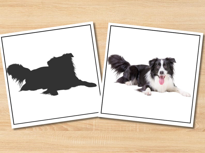 May include: Two framed images on a wood surface. One is a black silhouette of a dog lying down. The other is a color photo of a black and white Border Collie dog with its tongue out, lying down.