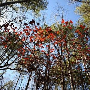 Foto di foglie, foto di alberi, immagine naturalistica, immagine panoramica, immagine stagionale, immagine di foresta, foto naturalistica, foto di alberi, foto di alberi con vista sul cielo
