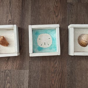 Peut inclure: Trois boîtes vitrines carrées en bois blanc disposées en rangée. La boîte de gauche contient un coquillage conque brun sur une base blanche texturée. La boîte centrale présente un oursin plat blanc sur fond bleu. La boîte de droite contient un coquillage beige.
