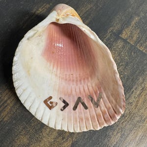May include: A large, open seashell with a pink and white interior and a textured exterior. The shell has the letters "G > A V" cut out near the bottom. The shell is on a dark wooden surface.